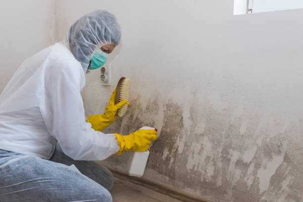 Mold Removal and Inspection in Miami, OK