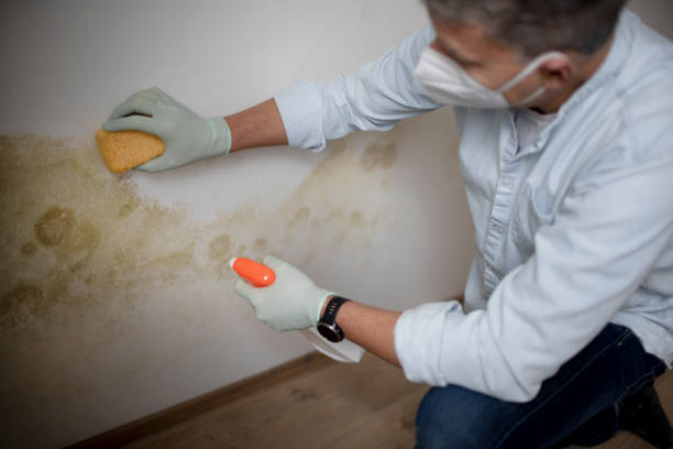 Best Commercial Mold Removal  in Miami, OK