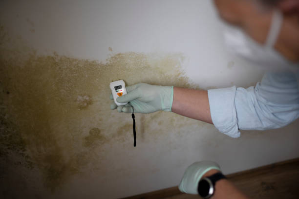 Best Mold Removal Process  in Miami, OK