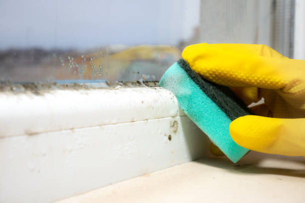 Best Black Mold Removal  in Miami, OK