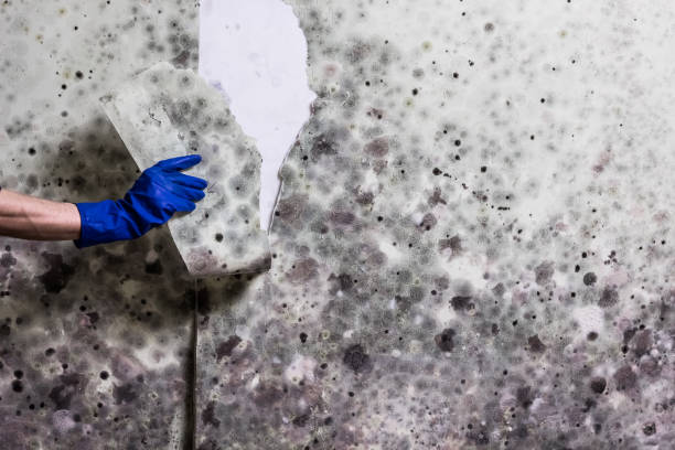 Best Mold Testing  in Miami, OK